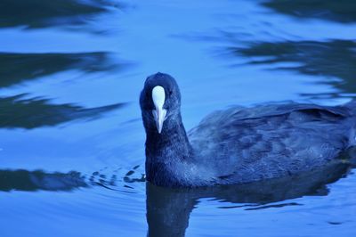 Close-up of swan swimming in lake