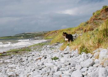 Dog standing on shore by sea against sky