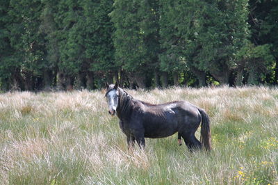 Horse standing in a field