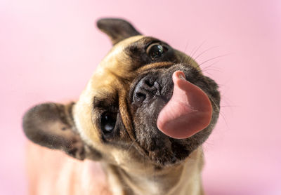 A close up portrait of a french bulldog licking screen with pink background. 