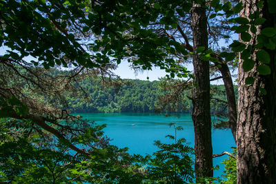 Scenic view of lake against trees in forest