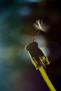 Close-up of flower against blurred background