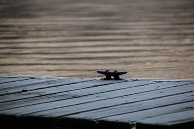 Close-up of a bird on wooden surface