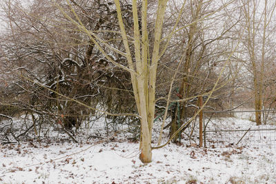 Bare trees on snow covered landscape