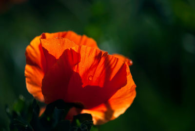 Close-up of orange rose flower