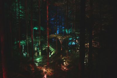 Trees in forest at night