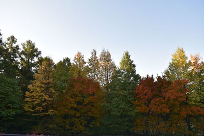 Autumn trees in forest against clear sky