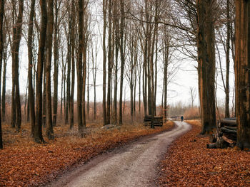 Road amidst bare trees in forest