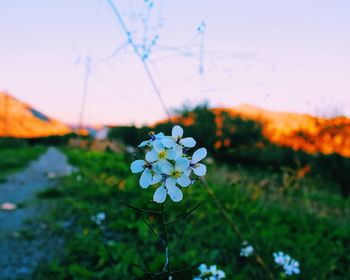 Close-up of flowers blooming against sky