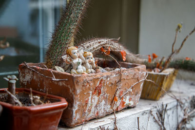 Close-up of potted plant