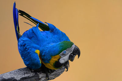 Close-up of blue parrot