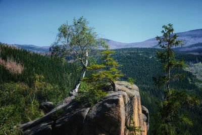 View of trees on mountain