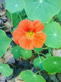 Close-up of flower blooming outdoors