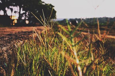 Close-up of wheat growing on field against sky