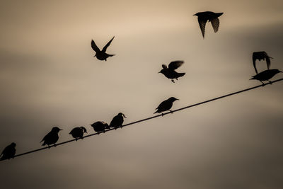 Low angle view of silhouette birds flying in sky