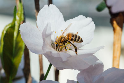 Close-up of bee pollinating on flower