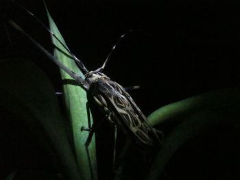 Close-up of insect against black background