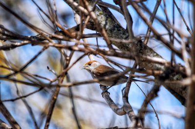 Low angle view of bird perching on branch
