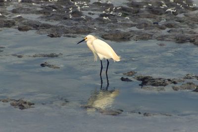 Side view of a bird in water