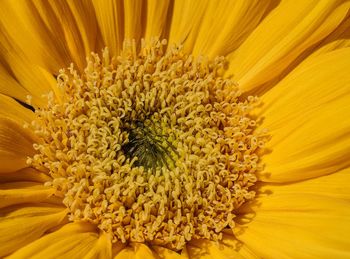 Close-up of yellow flowering plant