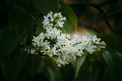 Close-up of white flowering plant