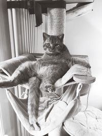 Portrait of cat