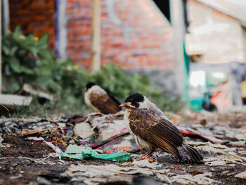 Close-up of bird perching on a land