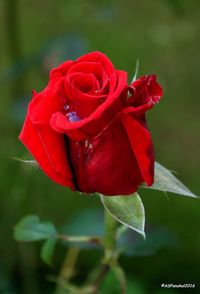 Close-up of red rose