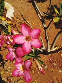 Close-up of pink cherry blossoms