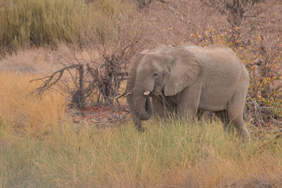 View of elephant on field