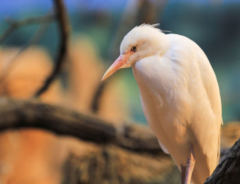 Close-up of white bird