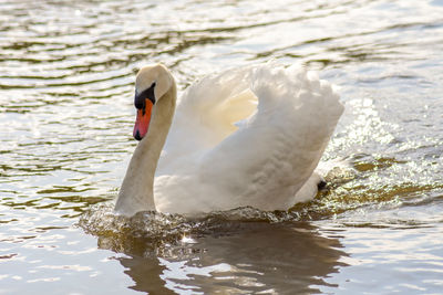 Swan swimming in lake