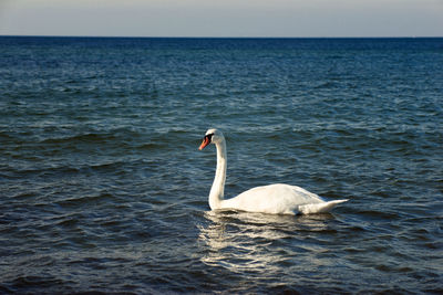 White beautiful swan on a sea 