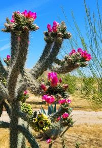 Pink flowering plants against sky