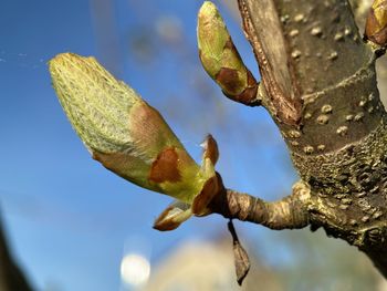 Low angle view of plant against trees