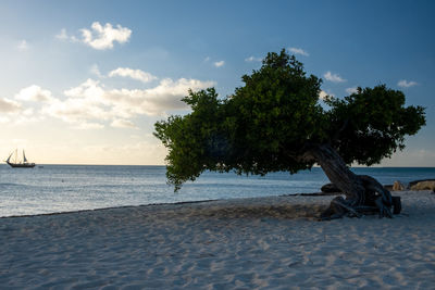 Tree on beach against sky