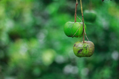 Close-up of fruit hanging on plant