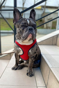 Young french bulldog dog sits on steps of city house waiting for his owner.