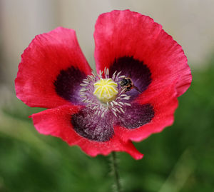 Close-up of red flower