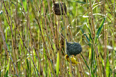 Close-up of plant growing on field