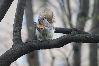 Portrait of squirrel on tree branch