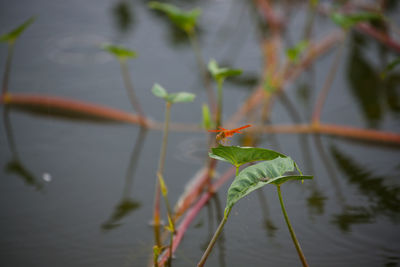 Close-up of green leaves on plant