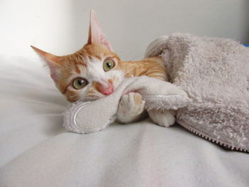 Close-up portrait of cat relaxing