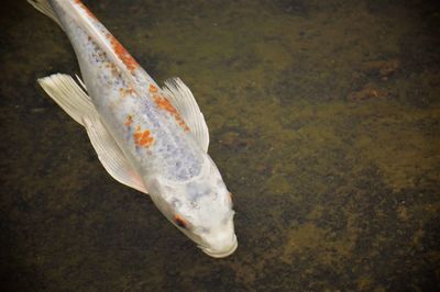 High angle view of fish swimming in pond