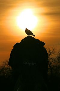 Silhouette bird perching on rock during sunset