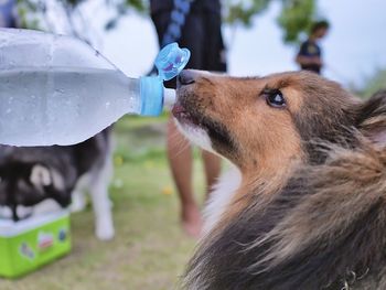 Close-up of cow drinking water