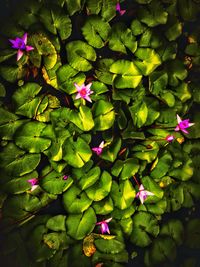 Close-up of pink flowering plant