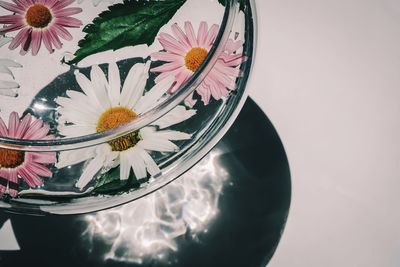 High angle view of flowering plants on table