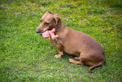 Dog relaxing on field