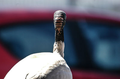 Close-up of bird